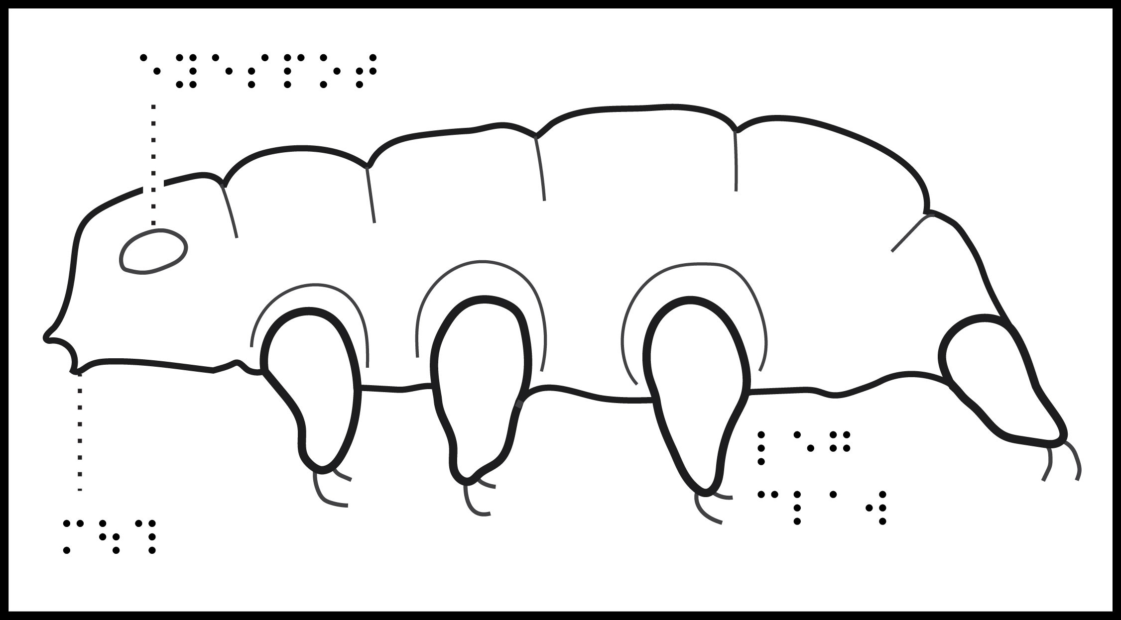 Tardigrade Side view